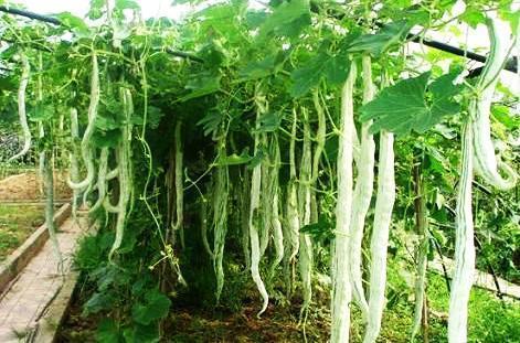 外国小伙吃蛇瓜视频大全,外国小伙挑战蛇瓜美食之旅