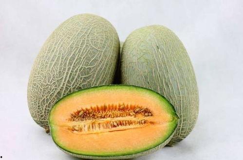 野外放羊吃哈密瓜视频大全,视频大全回顾