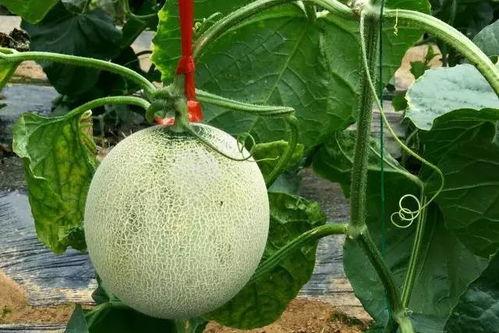 剃头搞笑视频吃蜜瓜小明,小明吃瓜笑翻天