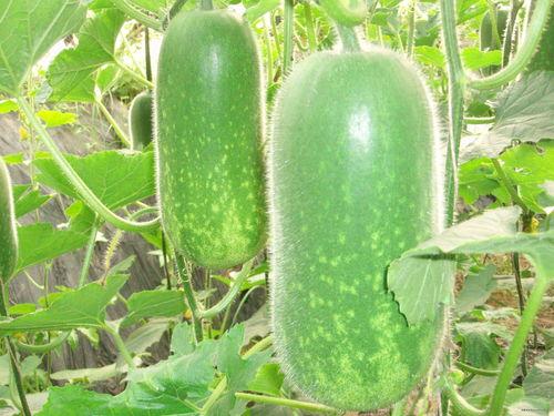 德龙最新吃瓜视频大全,盘点娱乐圈新鲜趣事