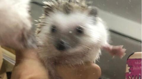 刺猬吃瓜的视频大全集,趣味视频大全集回顾