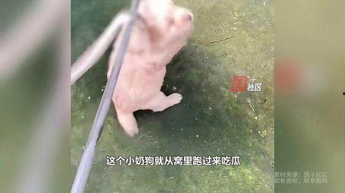 女子吃瓜看蛇视频是真的吗,真相揭秘