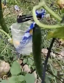 河间吃瓜事件真相视频大全,揭秘真相背后的视频大全