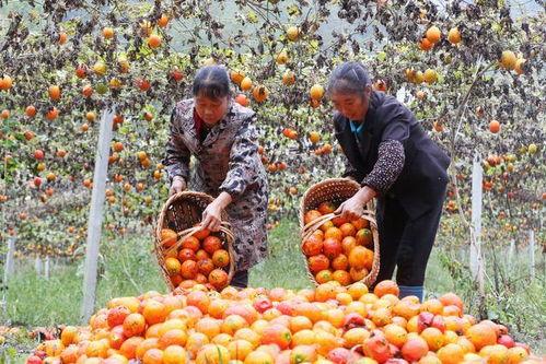 吊瓜吃货视频大全集,吃货视频大全集精彩回顾