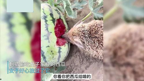 女子切瓜给刺猬吃视频在线观看,温馨一幕引网友热议