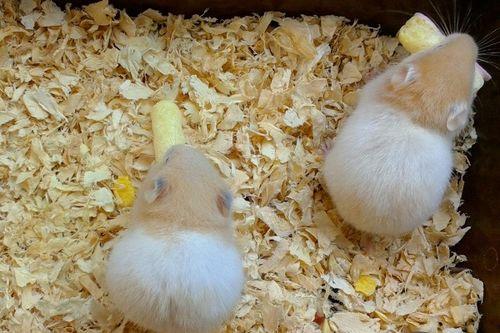 仓鼠敢吃哈密瓜吗视频,揭秘仓鼠对哈密瓜的喜爱之谜