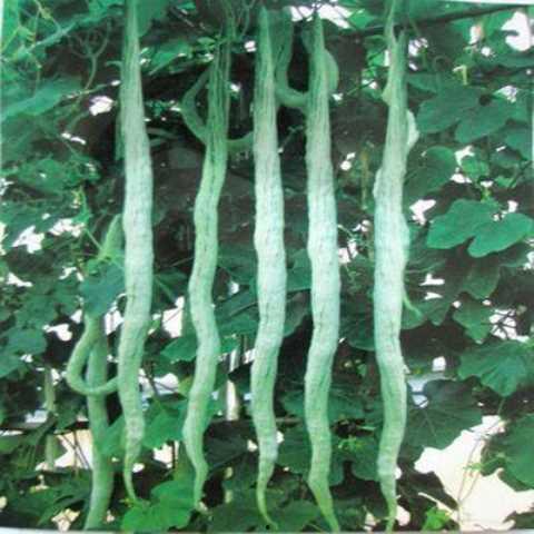 蛇瓜能不能留种子吃呢视频,安全与营养揭秘